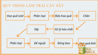Hướng dẫn quy trình xuất khẩu trái cây sấy sang thị trường Mỹ và EU